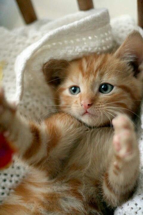 Untitled - Assembly Snippet - glot.io